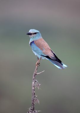 歐洲滾子，coracias 松