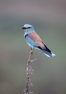 欧洲滚子，coracias 松