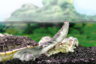 兩棲類珍奇動物在水中的 Chelidae