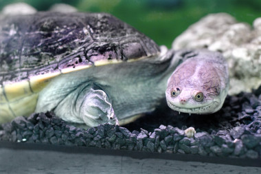 兩棲類異國(guó)動(dòng)物 Chelidae wateru