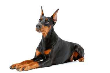 狗躺在白色的孤立背景.圖片