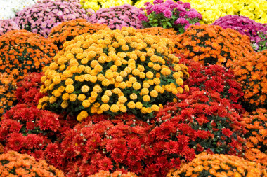 五颜六色的菊花