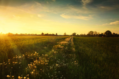 蒲公英草地上日落图片