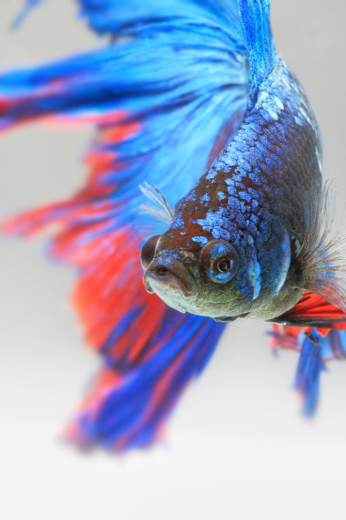 暹羅斗魚(yú)的特寫(xiě)細(xì)