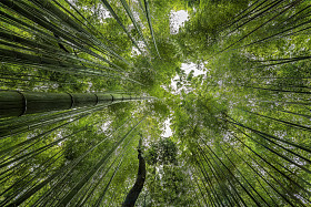 竹林里京都图片