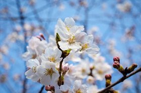 白樱花