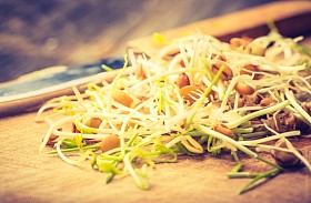 小扁豆和小麦豆芽图片