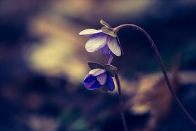 绿苔花