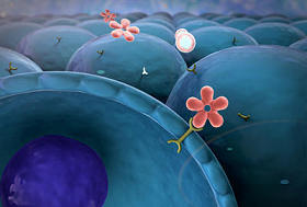 胰岛素、 单元格图片