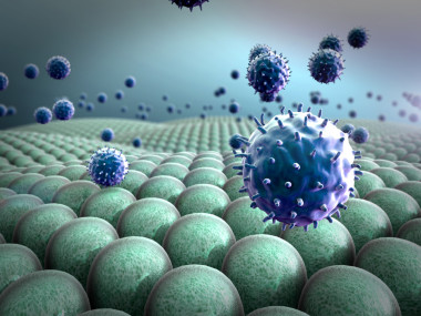 結(jié)腸病毒侵入肺細(xì)胞圖片