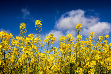 油菜田中，油菜田圖片