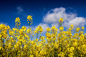 油菜田中，油菜田图片
