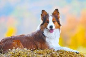 边境牧羊犬在干草上躺在秋天时间