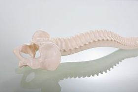 在一个玻璃桌上的脊椎图片