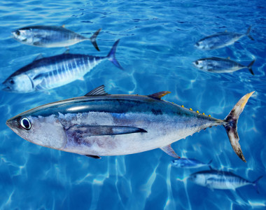長鰭金槍魚鰭魚和藍鰭金槍魚圖片