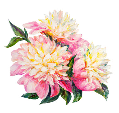 孤立在白色的牡丹圖片