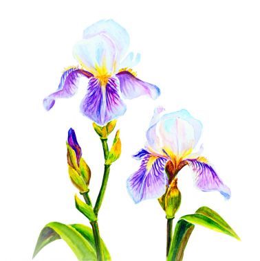 水彩的鸢尾花