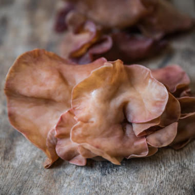 猶太人的耳蘑菇