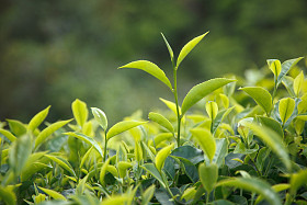 茶芽和叶照片