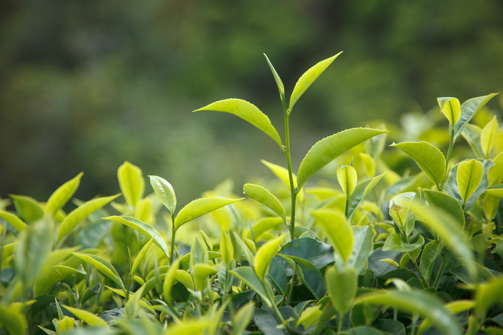 茶芽和叶照片