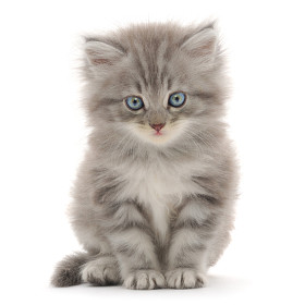 白色背景的小猫图片