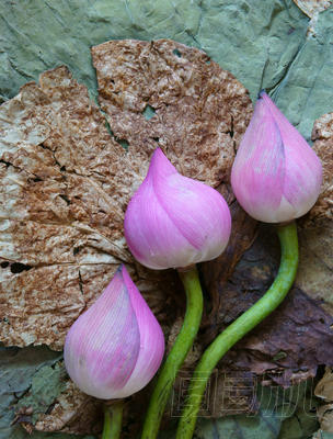 集合蓮花、 種子、 茶葉、 健康食