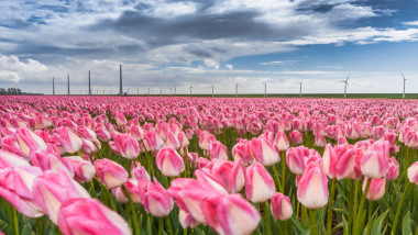 一束美麗的郁金香。色彩艷麗的郁金香。郁金香在春天 s