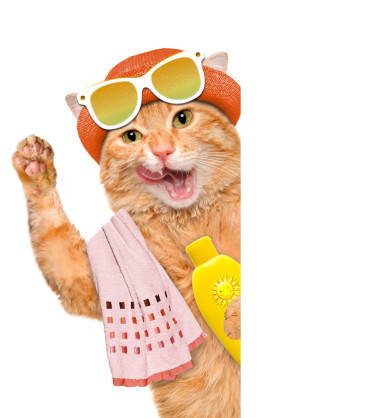 防晒霜的猫.照片