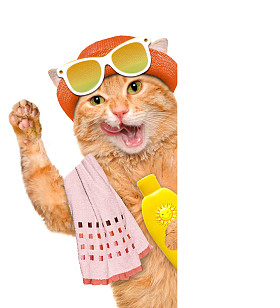 防晒霜的猫.照片