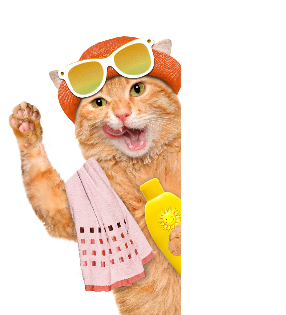 防晒霜的猫.照片