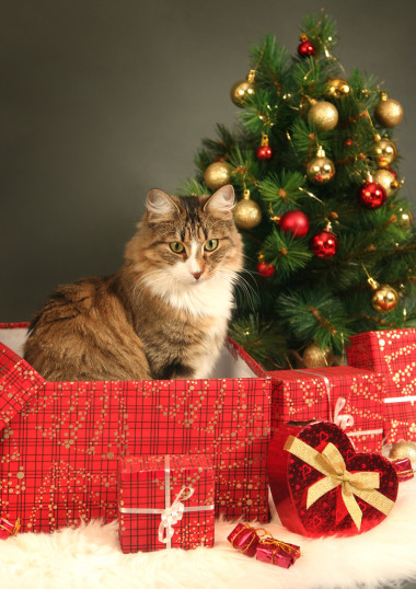 圣誕節(jié)的貓