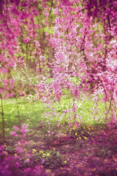 樱花的背景