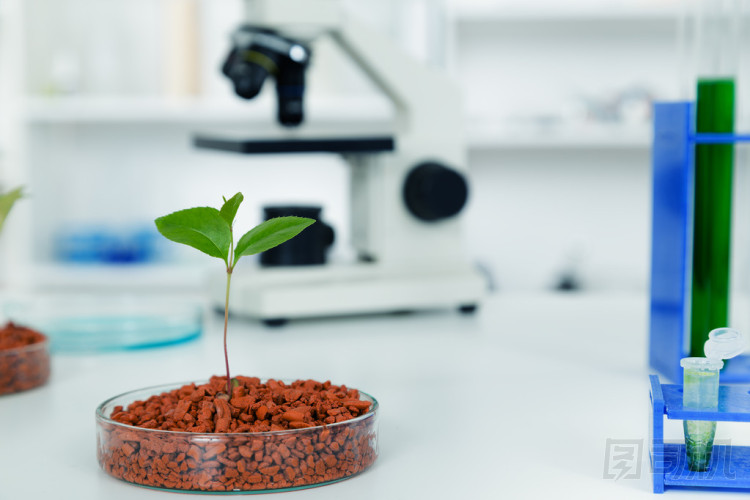 轉(zhuǎn)基因植物在皮氏培養(yǎng)皿.ecology 實驗室測試