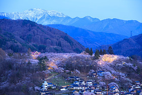 樱花的点亮照片