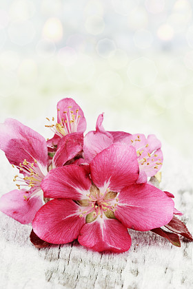 苹果花图片