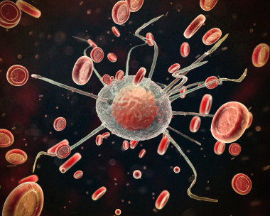 细胞和血红细胞照片