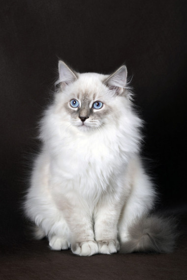 涅瓦河化裝舞會(huì)小貓棕色背景圖片