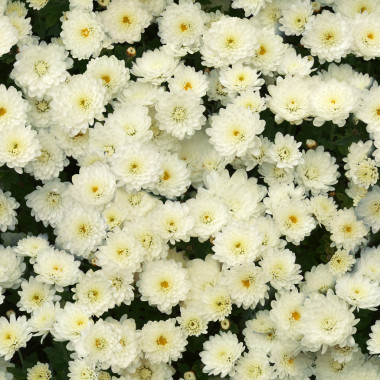 無縫的白菊花圖片