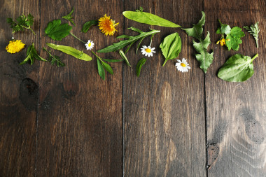 各种药用植物图片