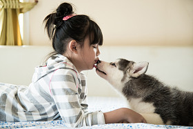 小的亚洲女孩亲吻一只哈士奇小狗