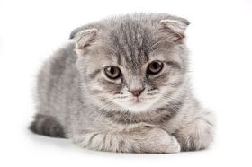 英国小猫被隔绝在白色