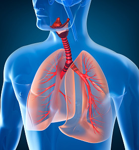 人体呼吸系统的解剖