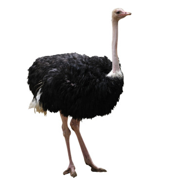 美麗的鴕鳥