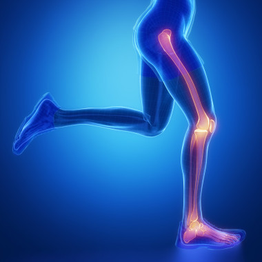 腿部關節(jié)的解剖