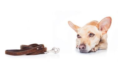 狗和主人散步圖片