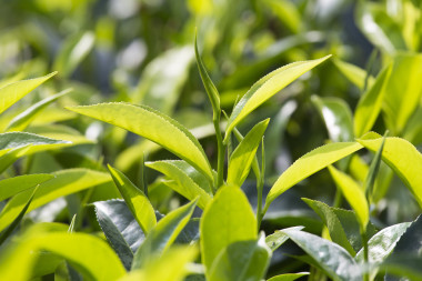 斯里蘭卡努瓦拉伊萊的一個茶園里，嫩綠的葉子和嫩芽