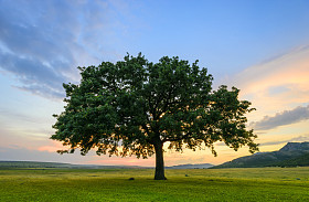 美丽的橡木，日落时照片