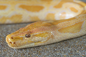 抽象的黄金蟒头背景特写图片