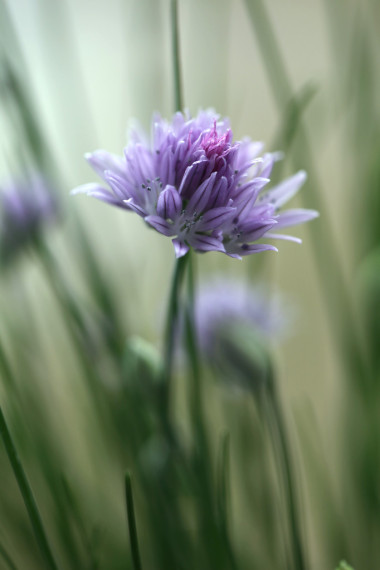 韭菜開花圖片