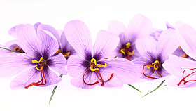 紫色藏红花西红花鲜花横幅图片